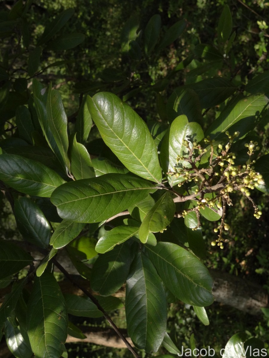 Sapindus emarginatus Vahl